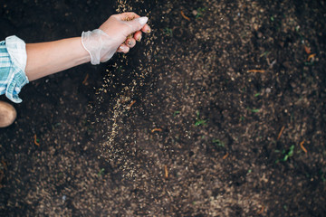 Small seeds come flying out of the farmer's hand sowing grass on a sunny summer, top view