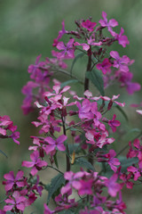 Naklejka premium Annual Honesty lunaria annua flower
