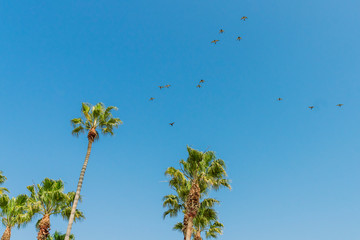 Palmen vor blauem Himmel mit fliegenden Vögeln