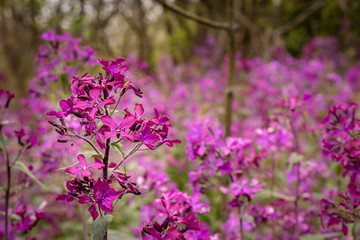 Annual Honesty lunaria annua flower