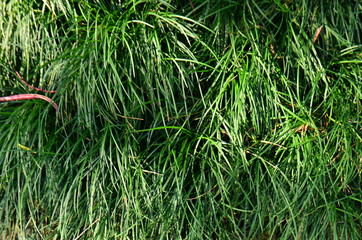 Green leaf texture. Leaf texture background