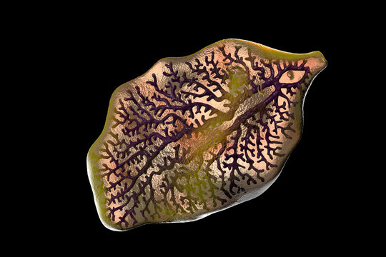 Fasciola hepatica, or liver fluke