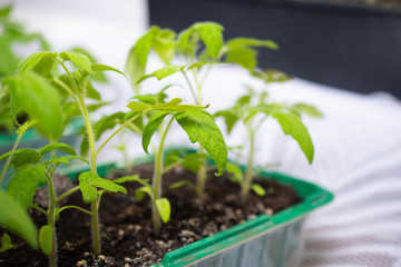 Young tomato seedlings in pots on white window. How to growing food at home on windowsill. sprouts green plant and home gardening