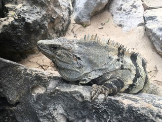 Closeup profile face and body of reptile. Lizard with dark eys, danger face scaly and spiny skin, wide open mouth Mexican grey striped iguana on the stone Look away