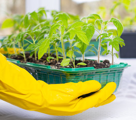 Young tomato seedlings in pots on white window. How to growing food at home on windowsill. sprouts green plant and home gardening. In hands senior man farmer in yellow gloves