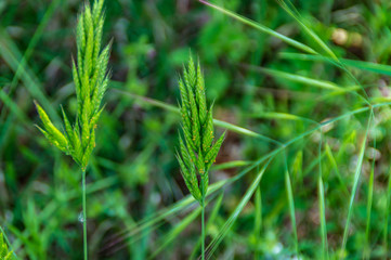 erbaccie in primavera