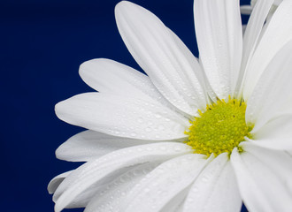 Single White Daisy, Macro view with a dark blue background.