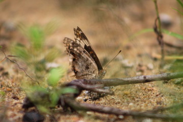 butterfly in Indonesian