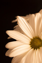 White Daisy in sepia with black background.