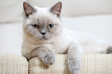 British shorthair colorpoint cat Ludwig