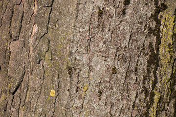 texture di corteccia di albero 