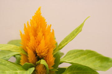 Single bloom of a Yellow Celosia.