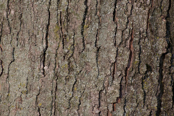 texture di corteccia di albero 