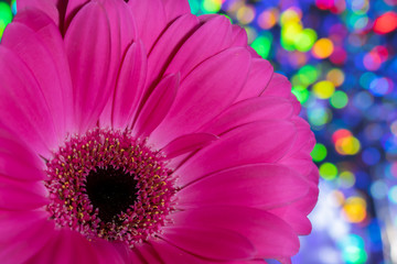 Close up of a single Pink Gerbera with colorful Bokeh in the background.