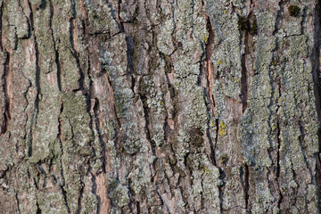 texture di corteccia di albero 