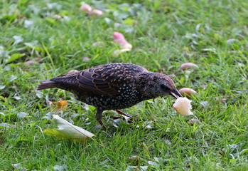 Urban Starling in the grass with a piece of white bread in its beak