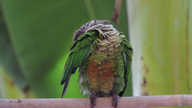 this video of Green Cheek Conure enjoying the warm summer weather in the garden.