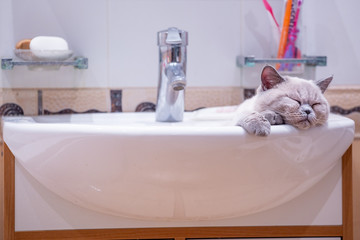 British shorthair colorpoint cat Ludwig