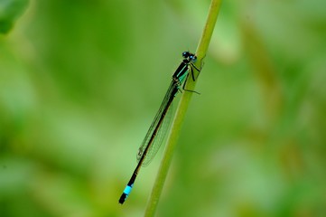 Damselfly