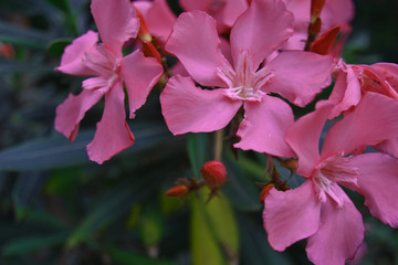 pink flowers in the garden