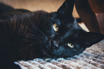 Gato negro adormecido