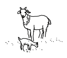 Goat and little goat on a white background. Linear silhouette. Vector illustration.