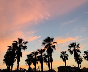 sunset in the palm