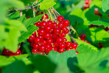 Branch of ripe red currant in a garden.