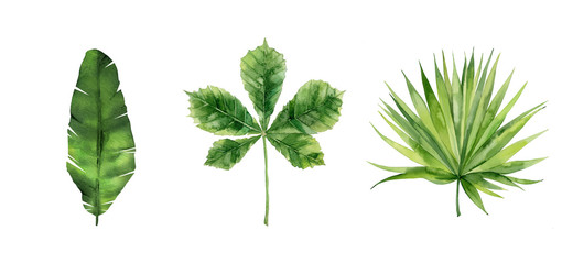 Chestnut, banana and palm leaf. Watercolour plant set isolated on white background.