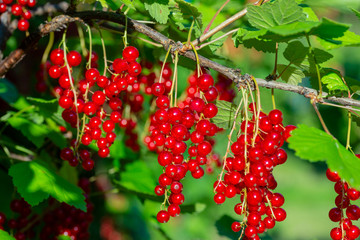 Branch of ripe red currant in a garden.