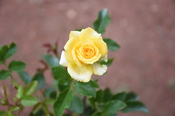 Rose Flowers in Sri Lanka 