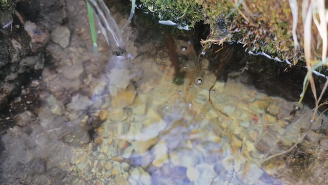 Clean small stream of water flows down from the tubercle into clear water with pebbles at the bottom among the grass in forest in sunny spring weather, close-up view. Narrow stream flows in nature.