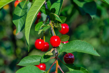 Cherry/Cherry tree in the sunny garden.