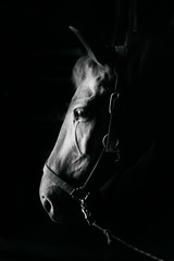 a monochrome portrait of a horse