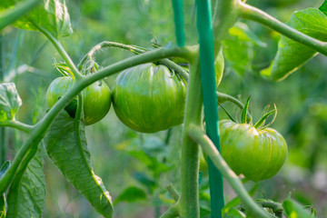 Green Tomatoes in a garden; close up