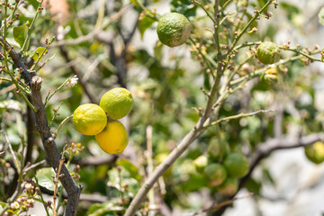 natural lemon, bio