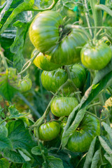 Green Tomatoes in a garden; close up