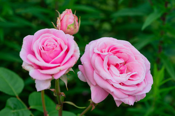 Colorful, beautiful, delicate rose in the garden