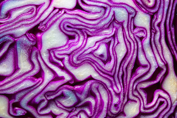 Background of the blue cabbage in the cut, macro photography. Close up, top view. Texture raw purple cabbage