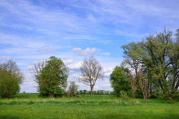 Romantic flat landscape in a wetland in Bavaria, Germany, with green lush meadows, a high stand for hunters and trees, against a blue sky in spring