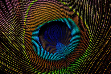 Obraz premium macro image of peacock feather/Peacock Feather