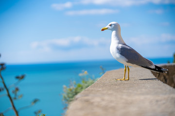 Fototapeta na wymiar seagull on the sea, copy space