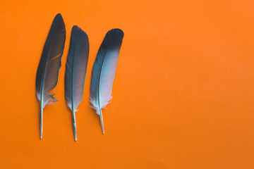 Black macro feather on an orange background