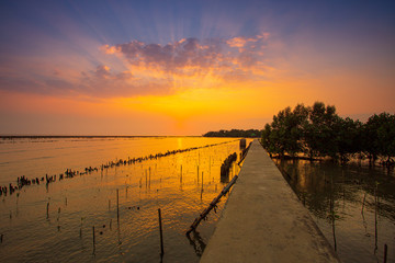 Fototapeta premium Natural background of route amidst the sea and the mangrove forest and beautiful nature during sunrise ,sunset. Beautiful landscape of Thailand