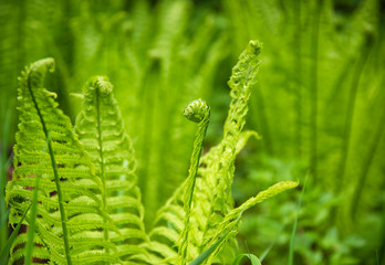 natural green fern in the forest on a sunny morning