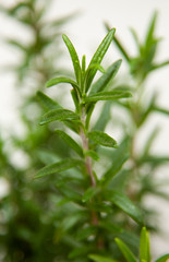 Rosemary is a herb that is used in cooking for its flavor and fragrant qualities