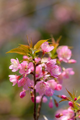 Fototapeta premium Branch of Prunus Kanzan cherry. Pink double flowers and green leaves in the blue sky background, close up. Prunus serrulata, flowering tree, called as Kwanzan, Sekiyama cherry, Japanese cherry, Sakura