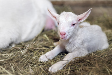 Fototapeta premium Newborn white baby goat lying on the straw. Concept of life, tenderness.