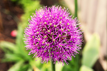 purple garlic flower, close-up, side view