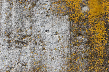 Weathered concrete gray wall with yellow moss